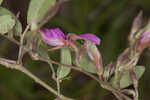 Eastern milkpea